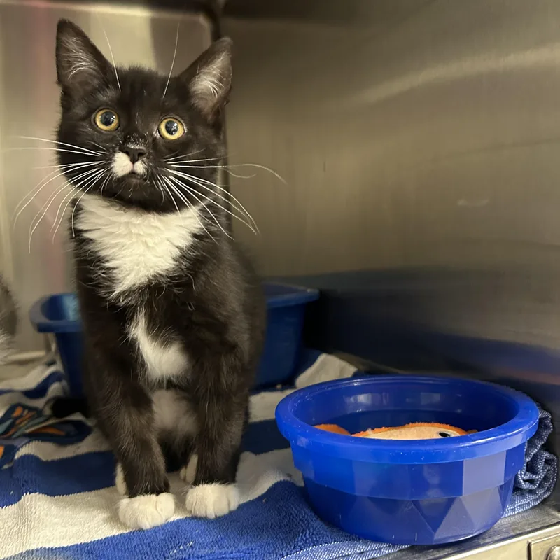 A baby medium-sized female Black & White / Tuxedo Tuxedo cat named Marsha for adoption in La Grange Park, IL