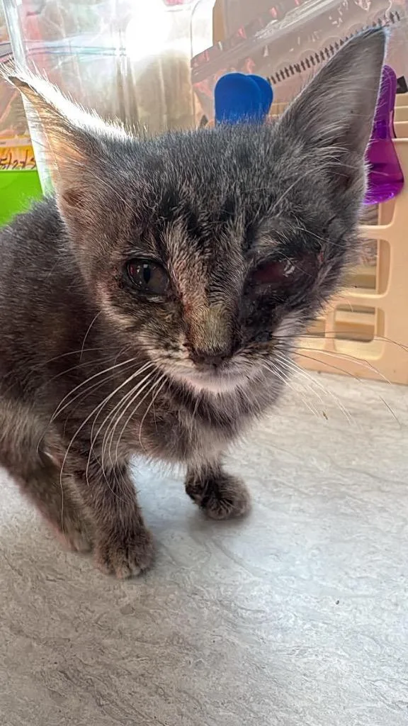A baby small-sized female American Shorthair cat named MauiWowee for adoption in Van Wert, OH
