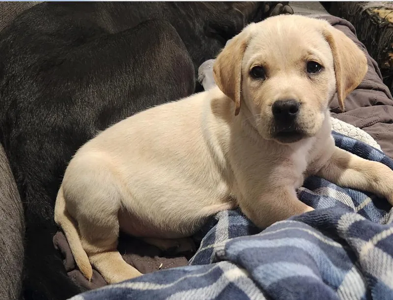 A baby medium-sized male Yellow / Tan / Blond / Fawn Labrador Retriever dog named Tito for adoption in Plainfield, IL