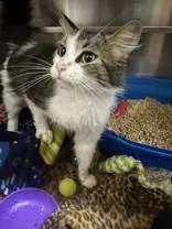 An adult medium-sized female Tabby (Brown / Chocolate) Domestic Medium Hair cat named Star for adoption in Manitowoc, WI