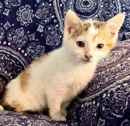 A baby small-sized female White Domestic Short Hair cat named Cheer Bear for adoption in Kansas City, MO