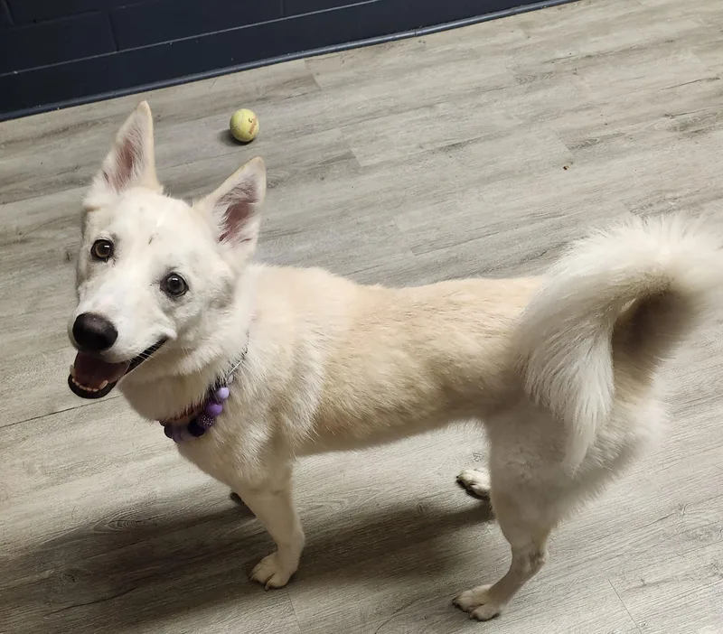 A young medium-sized female White / Cream Spitz dog named Lily Pad for adoption in Mansfield, OH