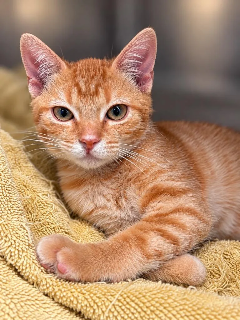 A baby small-sized female Domestic Short Hair cat named Pyro for adoption in Lima, OH