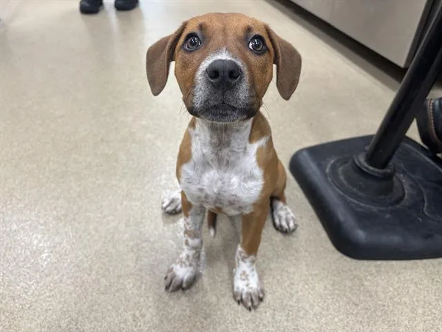 A baby small-sized female Pointer dog named Shirley Temple for adoption in Grand Prairie, TX