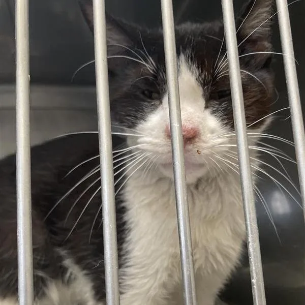 An adult medium-sized male Black Domestic Short Hair cat named Dapper for adoption in Hawthorne, CA