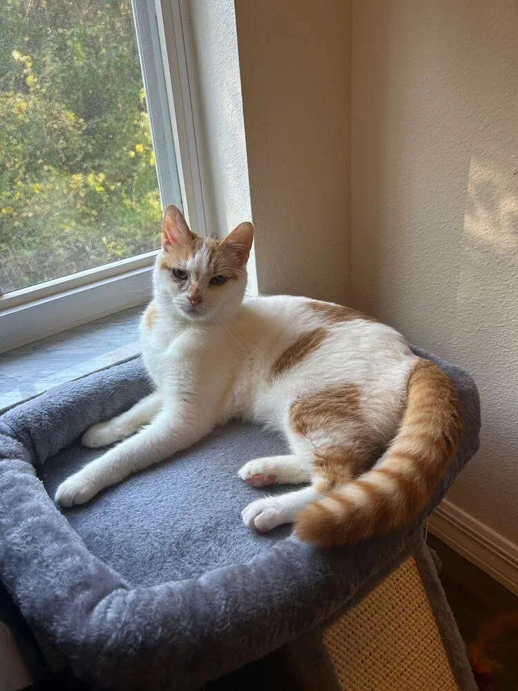 A young small-sized female Orange & White Domestic Short Hair cat named Toebeans for adoption in Orlando, FL