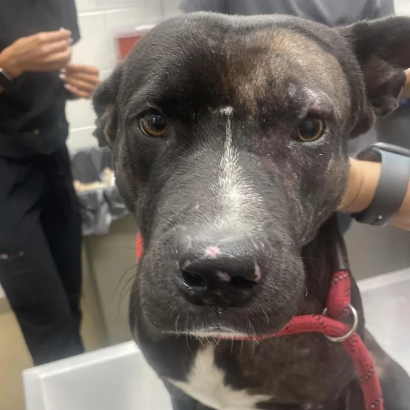 An adult medium-sized male Terrier dog named Lee for adoption in Corpus Christi, TX