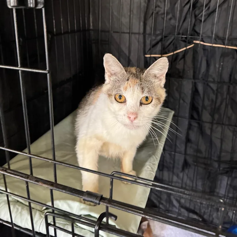 A young medium-sized female Torbie Domestic Medium Hair cat named Molly for adoption in Fredericksburg, TX