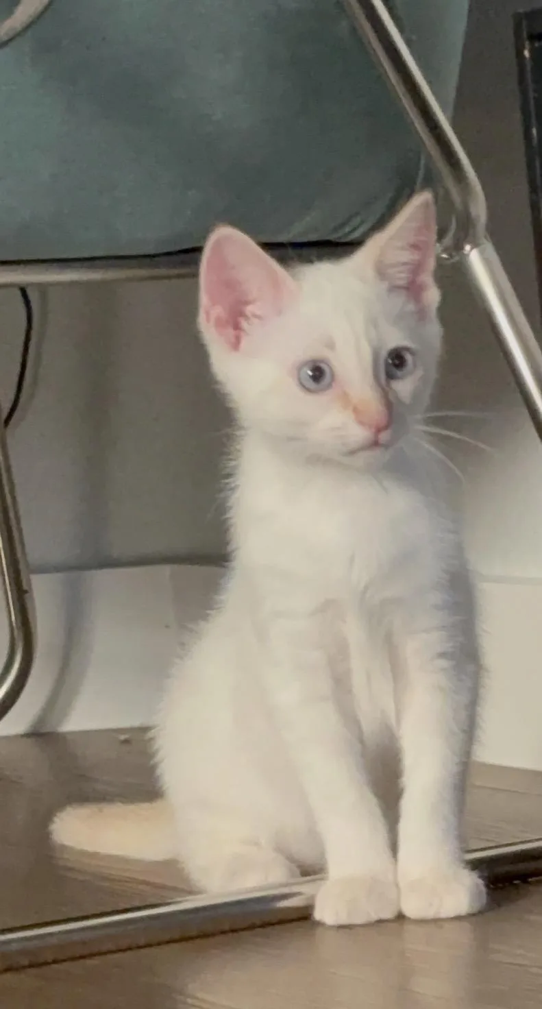 A baby large-sized female White Domestic Short Hair cat named Snowflake for adoption in Austin, TX