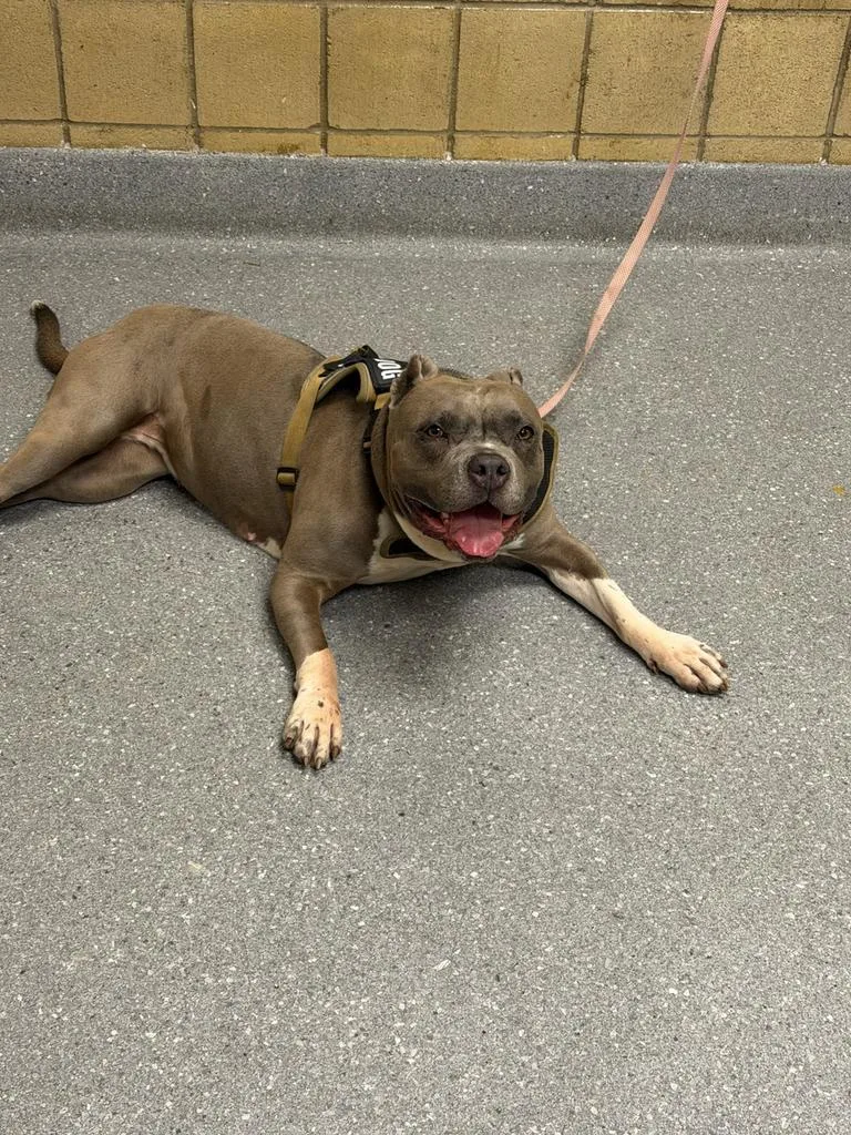 An adult medium-sized female Pit Bull Terrier dog named Drama for adoption in Greenfield, IN