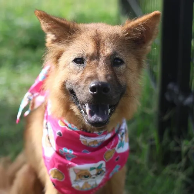 A young medium-sized female Chow Chow dog named Sammy for adoption in San Antonio, TX