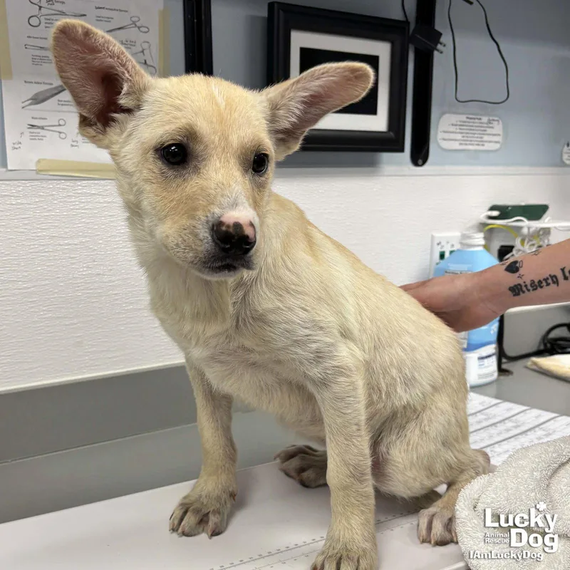 A baby medium-sized female Australian Cattle Dog / Blue Heeler dog named Shayla for adoption in Washington, DC