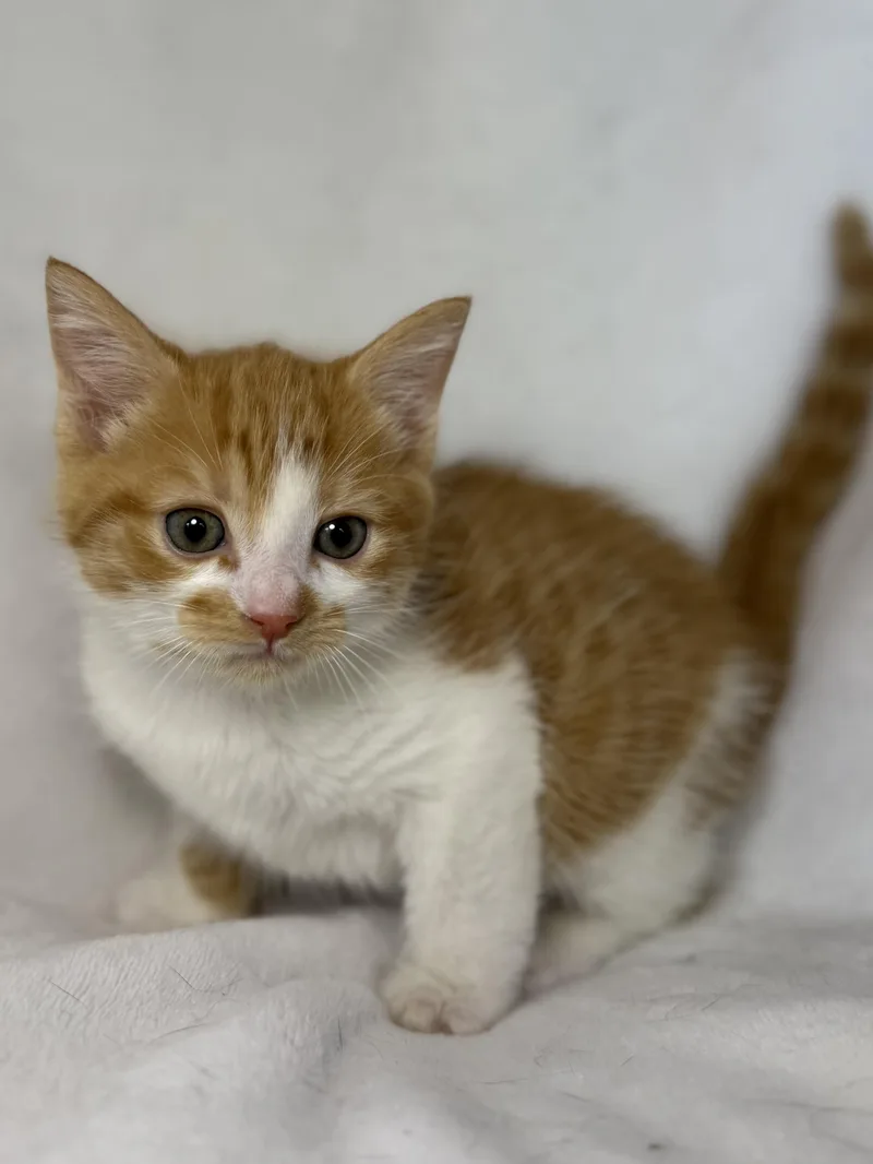 A baby medium-sized male Orange & White Domestic Short Hair cat named Clark for adoption in Greensboro, NC