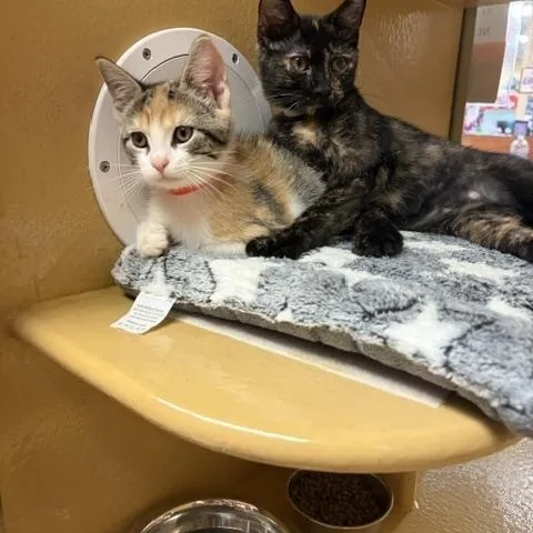 A baby medium-sized female Domestic Short Hair cat named Kayak  Hamtaro and for adoption in Fairfax, VA