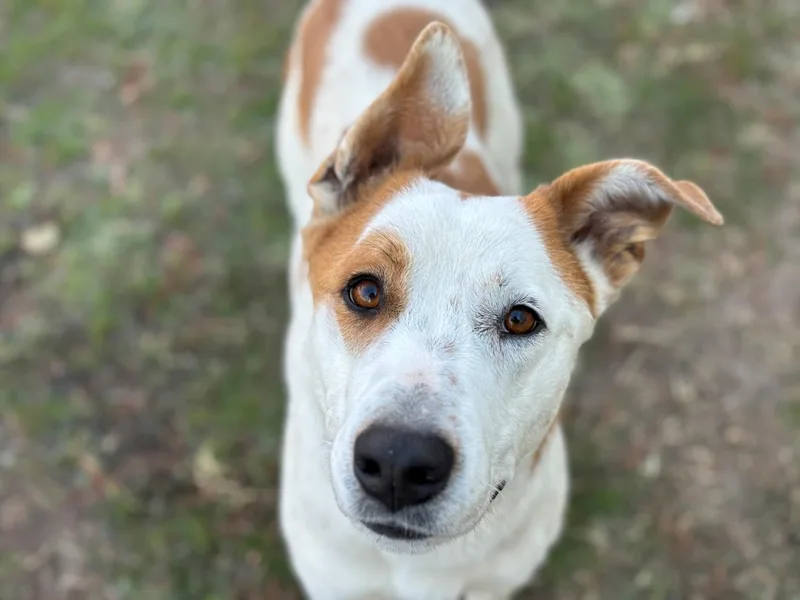 An adult large-sized male German Shepherd Dog dog named Simba for adoption in Houston, TX