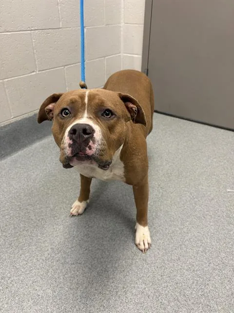 A young medium-sized female Pit Bull Terrier dog named Tina for adoption in Indianapolis, IN