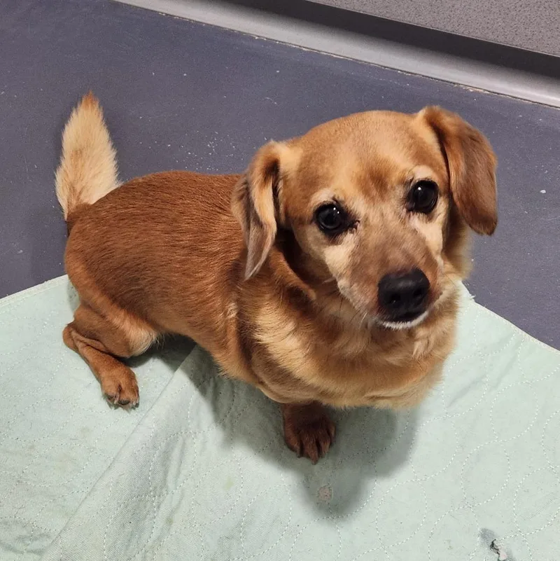 An adult small-sized male Dachshund dog named Ranger for adoption in Walnutport, PA