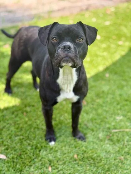 An adult medium-sized female Pit Bull Terrier dog named Shadowheart for adoption in Daytona Beach, FL