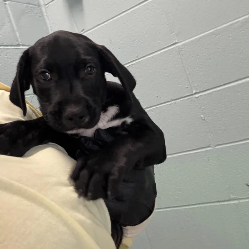 A baby medium-sized male Black Mixed Breed dog named Rowdy for adoption in LOXAHATCHEE, FL