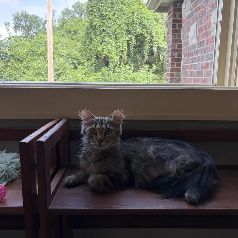 A young medium-sized female Domestic Short Hair cat named Aya for adoption in Shawnee, KS