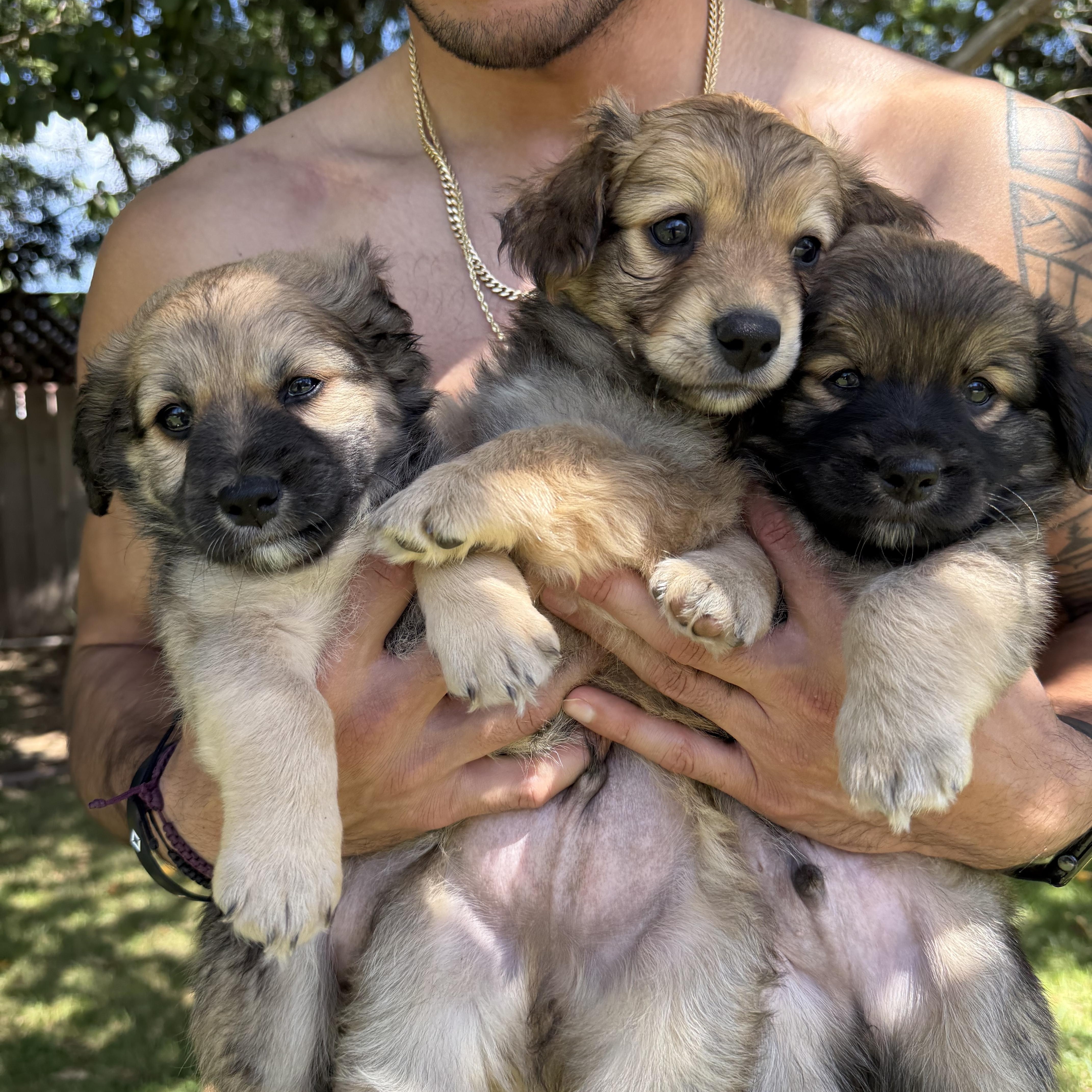 Brownie Boy thumbnail 2