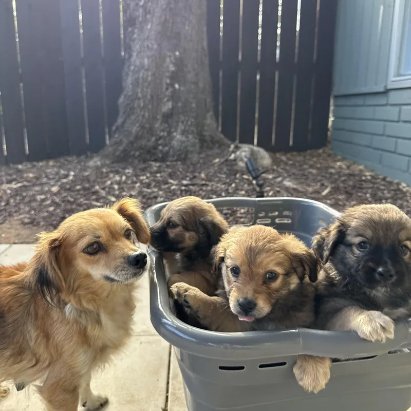 Brownie Boy thumbnail 3