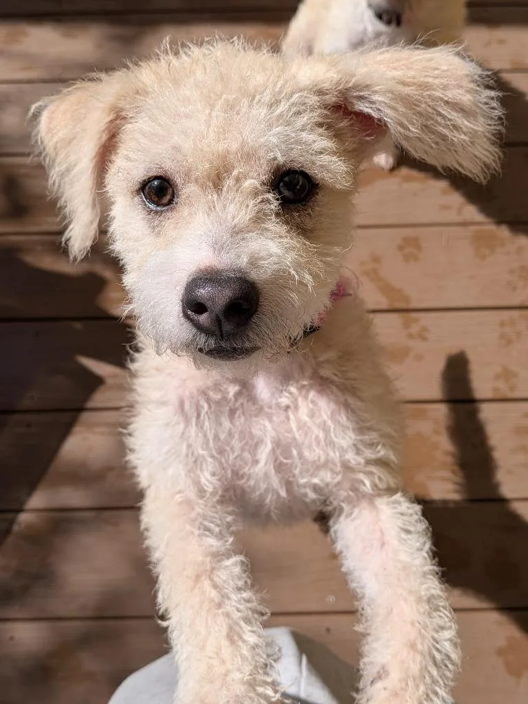A baby small-sized female Poodle dog named Bezie for adoption in St. Augustine, FL