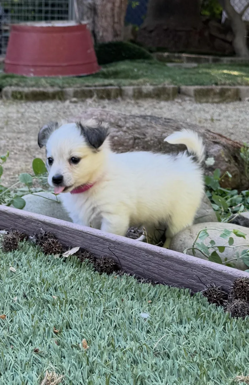 A baby small-sized female Chihuahua dog named Galinda for adoption in Lincoln, CA