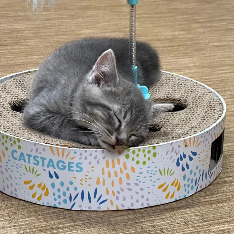 A baby small-sized male Gray / Blue / Silver Domestic Short Hair cat named Dillard for adoption in Milan, IL