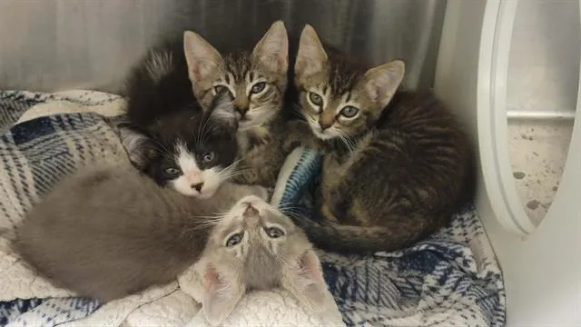 A baby small-sized male Domestic Medium Hair cat named Chase for adoption in Tustin, CA