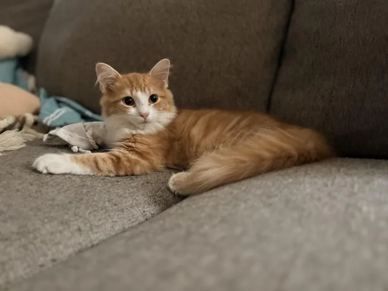 A baby small-sized male Orange & White Domestic Medium Hair cat named Ren for adoption in Lake Wylie, SC