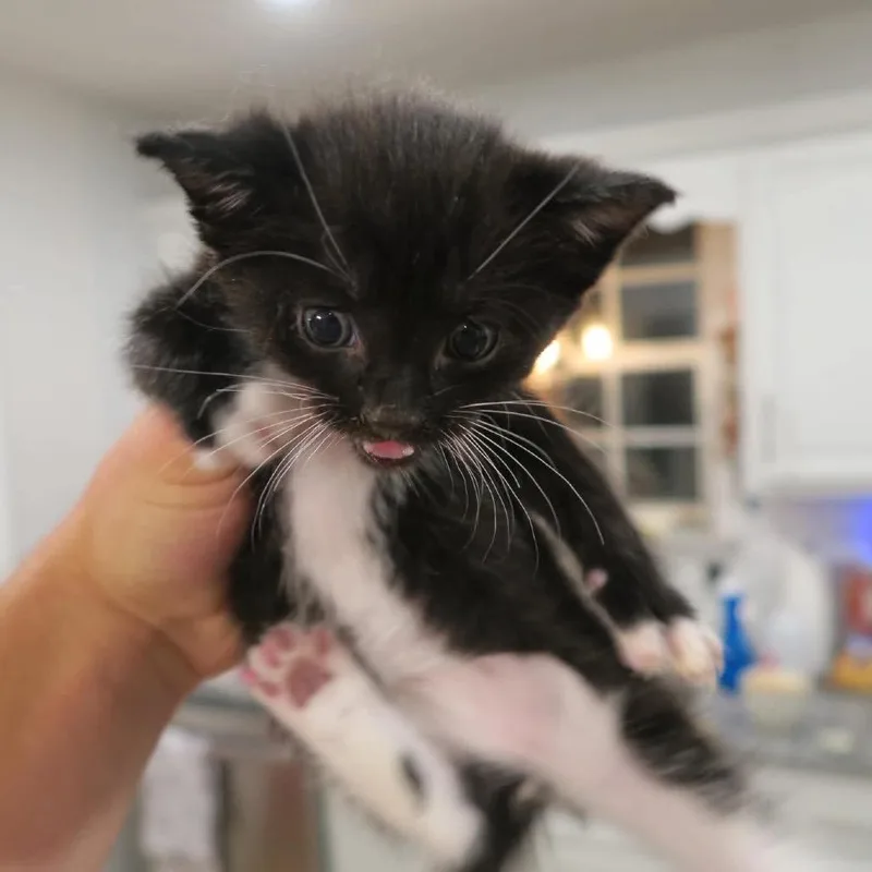 A baby small-sized male Domestic Medium Hair cat named Zazu for adoption in Odenville, AL