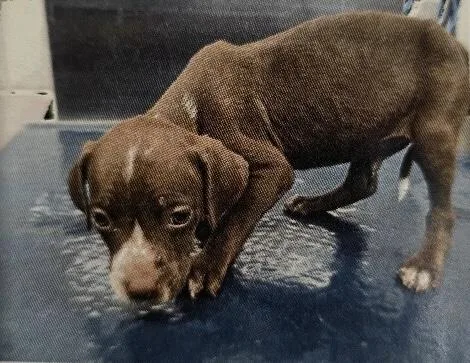 A baby medium-sized male English Pointer dog named Reed for adoption in Zimmerman, MN