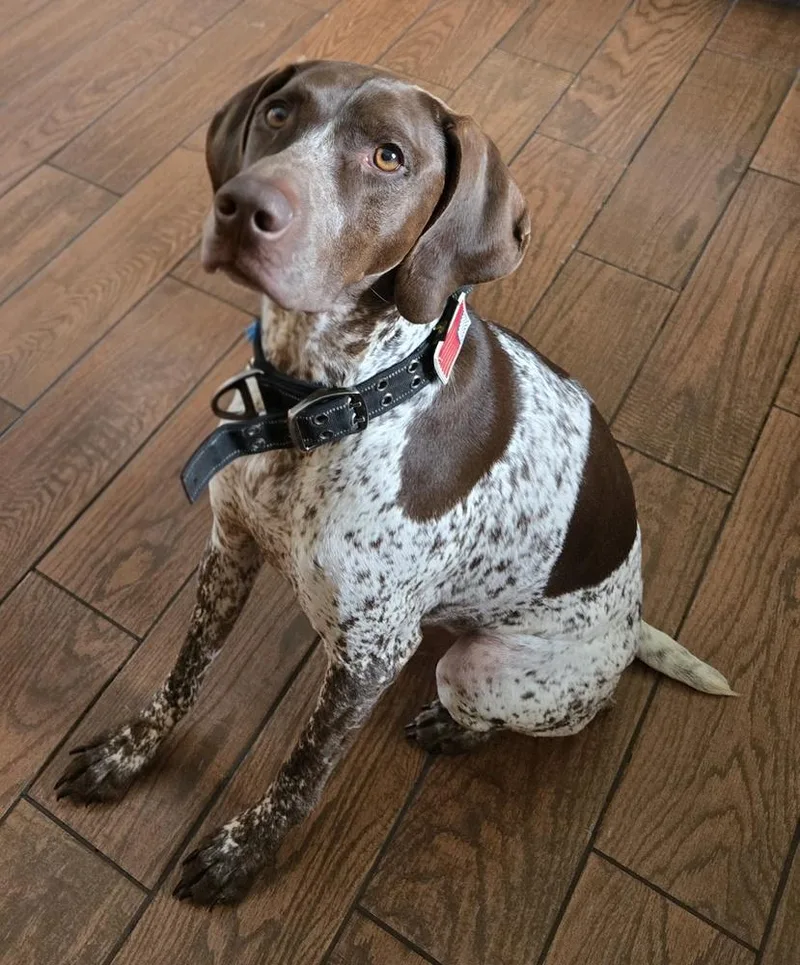 An adult large-sized male German Shorthaired Pointer dog named Odin for adoption in Cottage Grove, WI