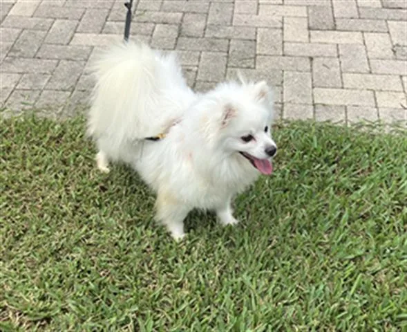An adult small-sized female Pomeranian dog named Sara for adoption in Naples, FL