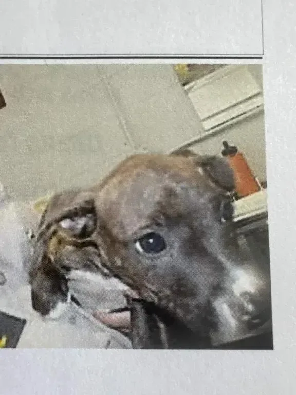A baby small-sized male Mixed Breed dog named Jailbreak for adoption in Grand Rapids, MI