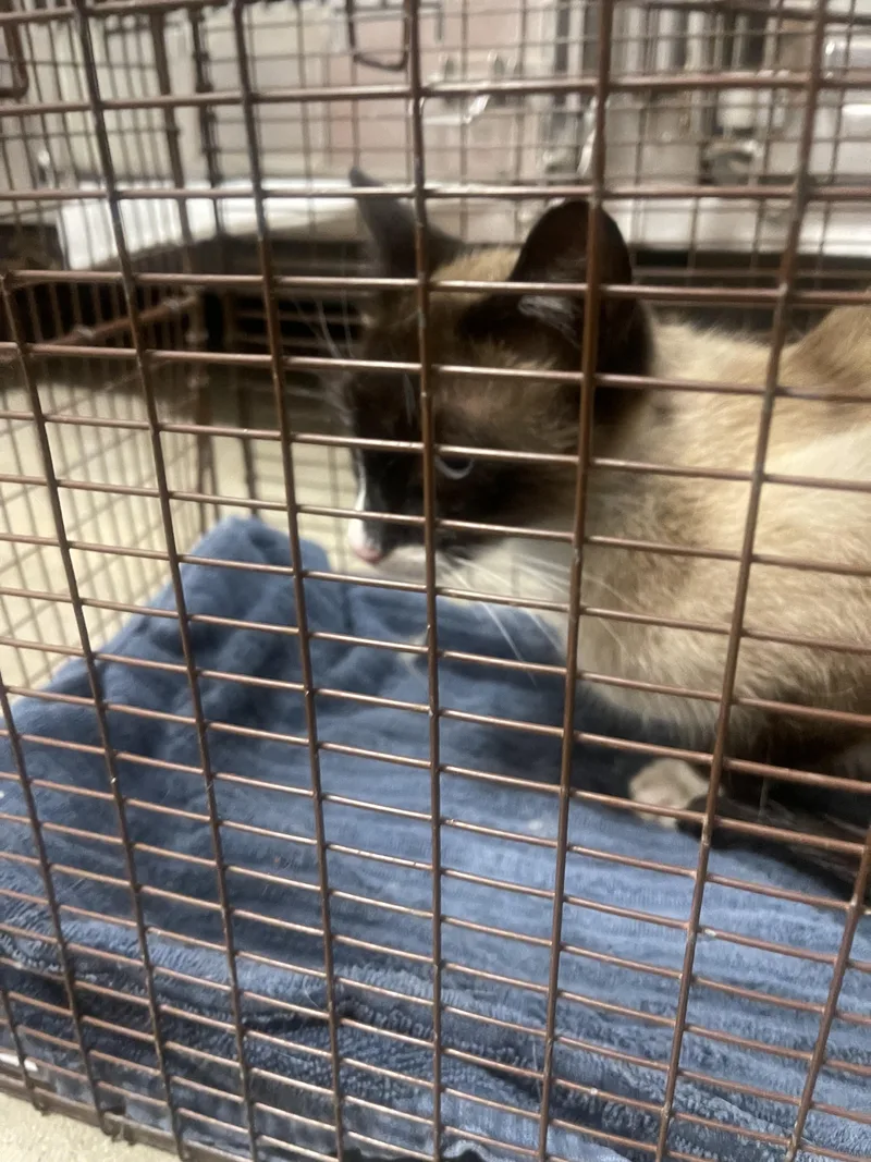 A young medium-sized male Domestic Short Hair cat named Moon for adoption in Chatsworth, CA