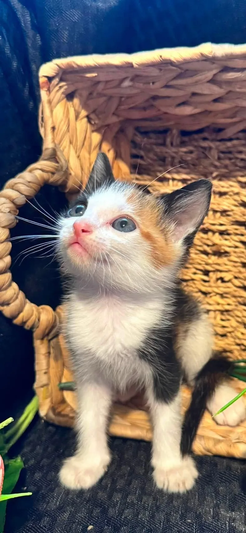 A baby medium-sized female Calico cat named Maple for adoption in Lucedale, MS