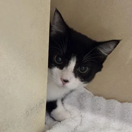 A baby small-sized female Domestic Short Hair cat named Tammy for adoption in Voorhees, NJ
