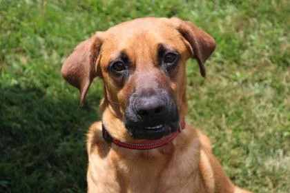An adult large-sized male Hound dog named Minsue for adoption in Kansas City, MO