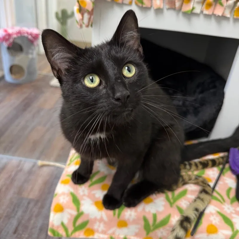 A young medium-sized male Black Domestic Short Hair cat named Ninja for adoption in Naperville, IL