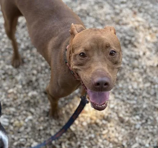 An adult large-sized female Mixed Breed dog named Daisey for adoption in Pensacola, FL