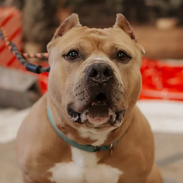 Mr. Mushroom thumbnail 2