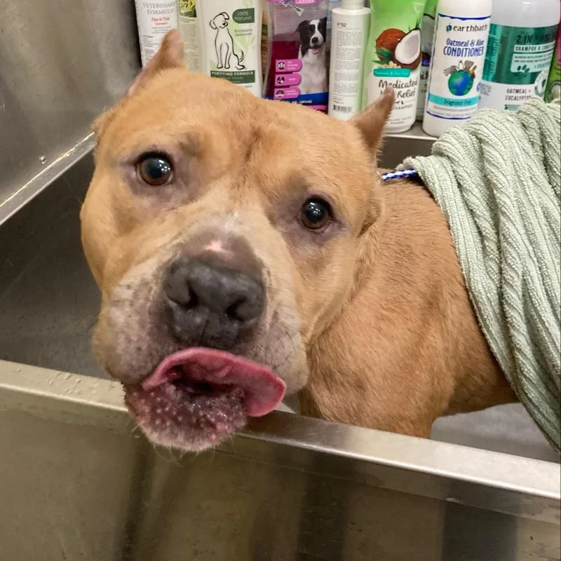 Mr. Mushroom thumbnail 3