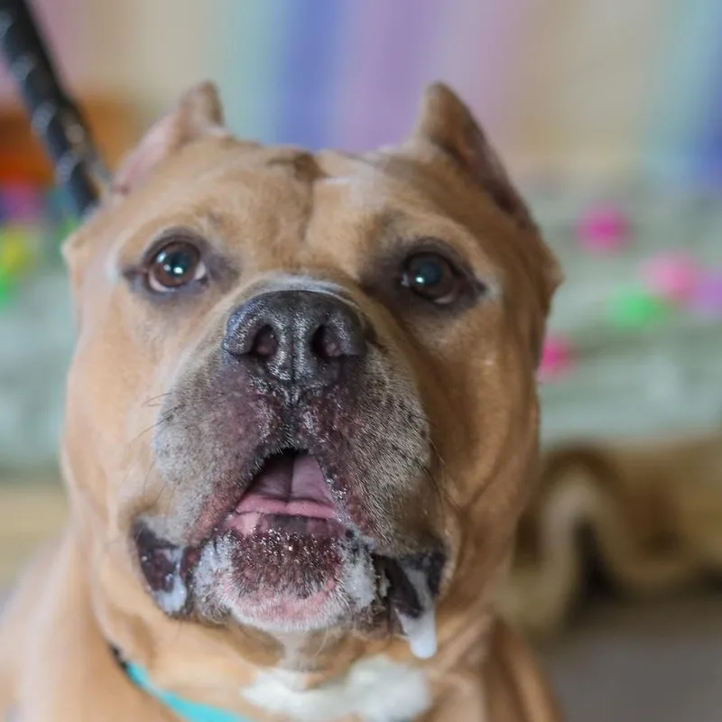 Mr. Mushroom thumbnail 4