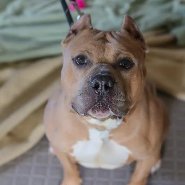 Mr. Mushroom thumbnail 5