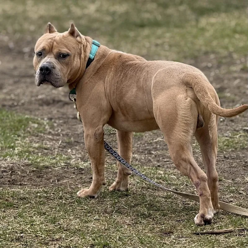 Mr. Mushroom thumbnail 6