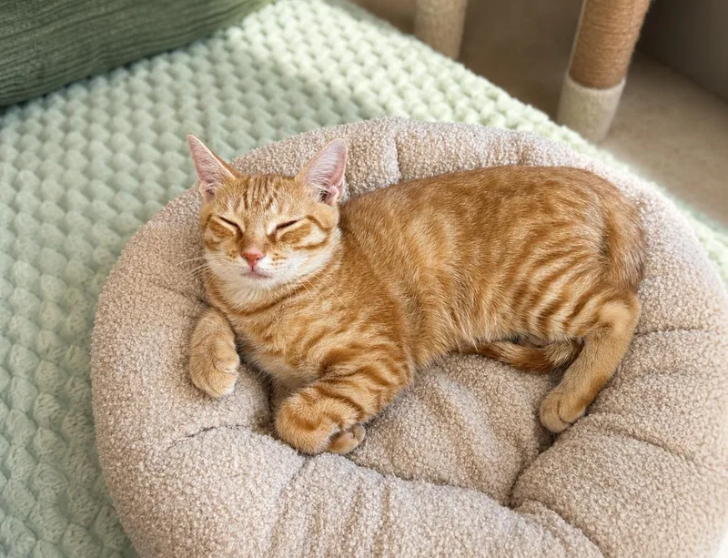 Cheeto thumbnail 2