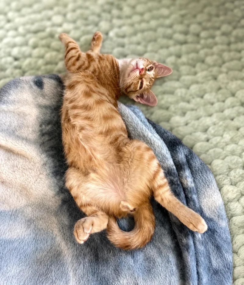 Cheeto thumbnail 3