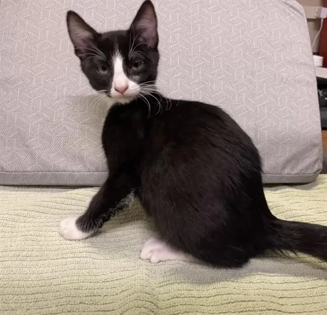 A baby small-sized male Domestic Short Hair cat named Tao for adoption in Modesto, CA